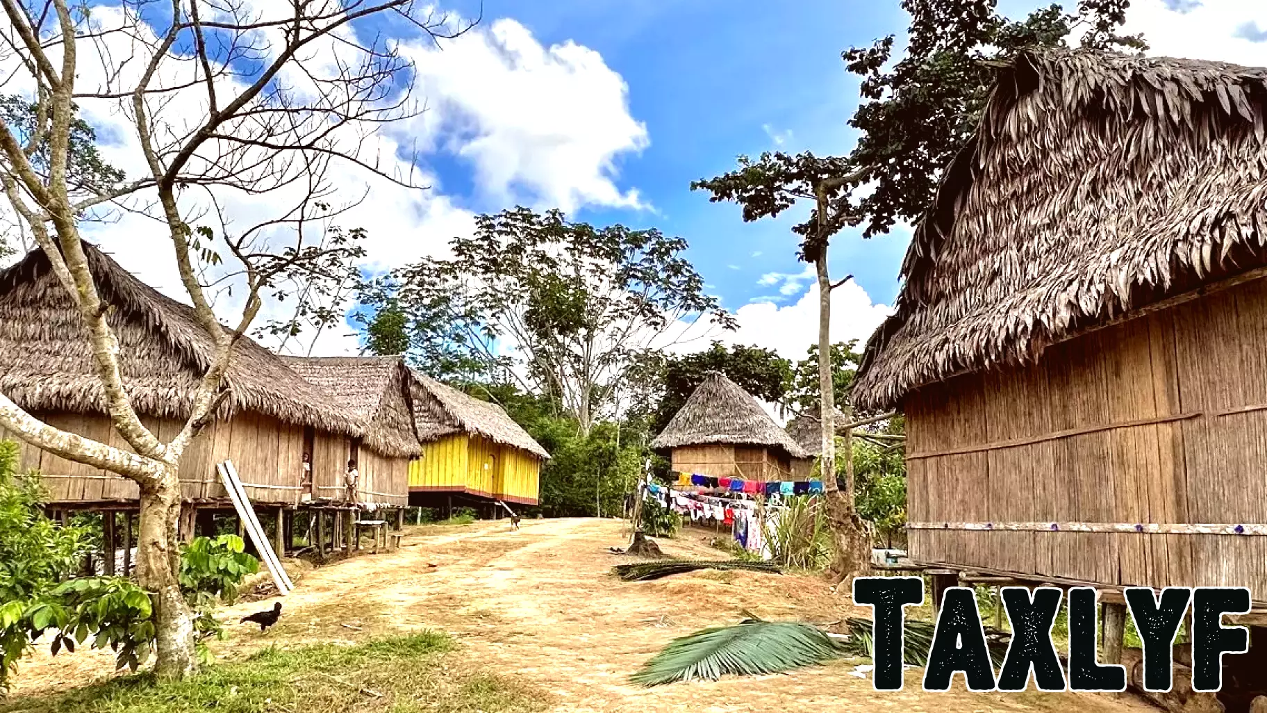 Investigation Uncovers Misleading Forest Finance Schemes Affecting Indigenous Communities
