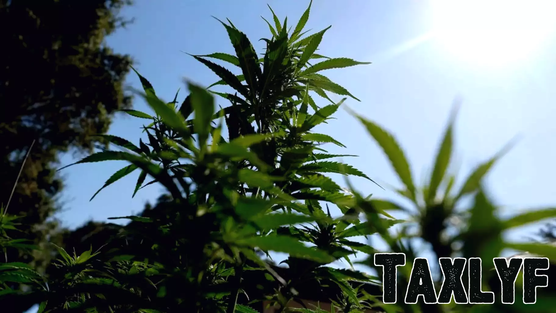 Potential Reclassification of Cannabis Sparks Optimism in $30 Billion Industry