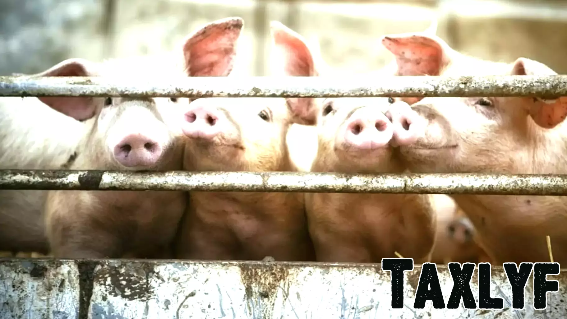 This $5,500 Stock Is About to Hit a New All-Time High. Is It Worth It?