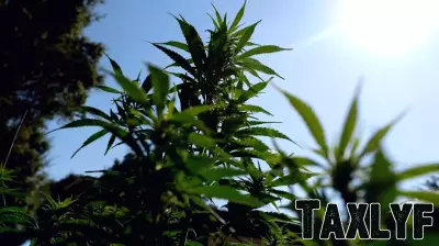 Potential Reclassification of Cannabis Sparks Optimism in $30 Billion Industry